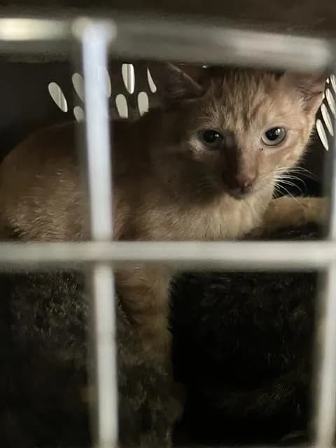 Lorraine - Domestic Shorthair