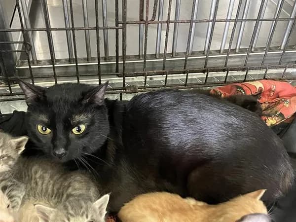 Tom - Domestic Shorthair