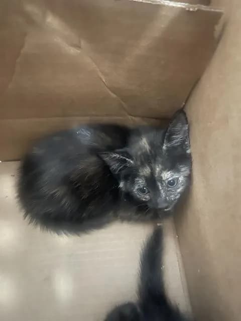 Jelly - Domestic Shorthair