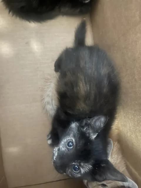 Bean - Domestic Shorthair