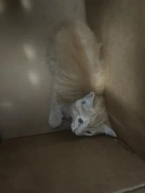 Pepe - Domestic Shorthair