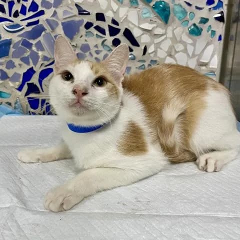 Pancakes - Domestic Shorthair