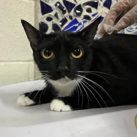 Magnolia - Domestic Shorthair