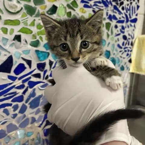 Champlain - Domestic Shorthair
