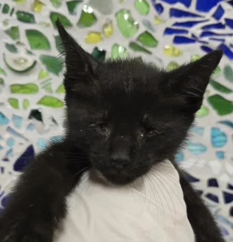 Sambuca - Domestic Shorthair