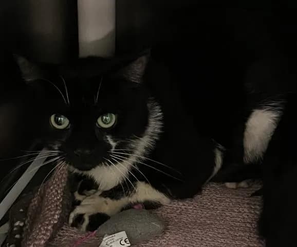 Delano - Domestic Shorthair