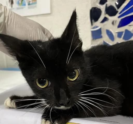 Barnett - Domestic Shorthair
