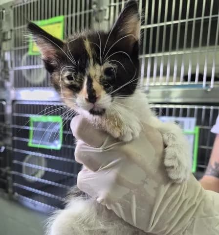 Wilhelmina - Domestic Shorthair
