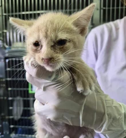 Magus - Domestic Shorthair