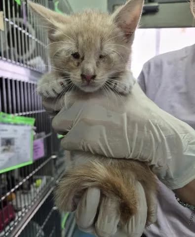 Magick - Domestic Shorthair