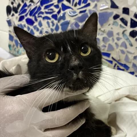 Chaplet - Domestic Shorthair