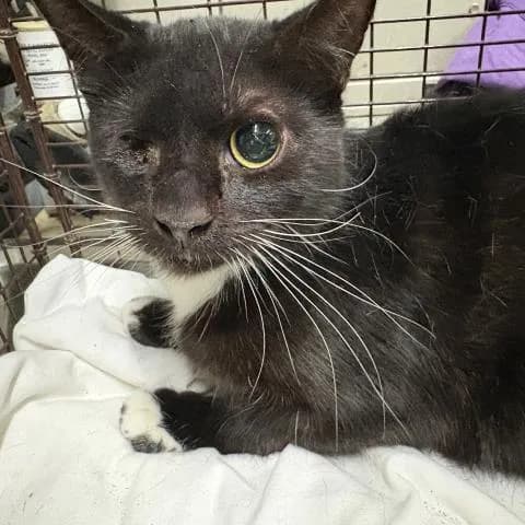 Chesterson - Domestic Shorthair