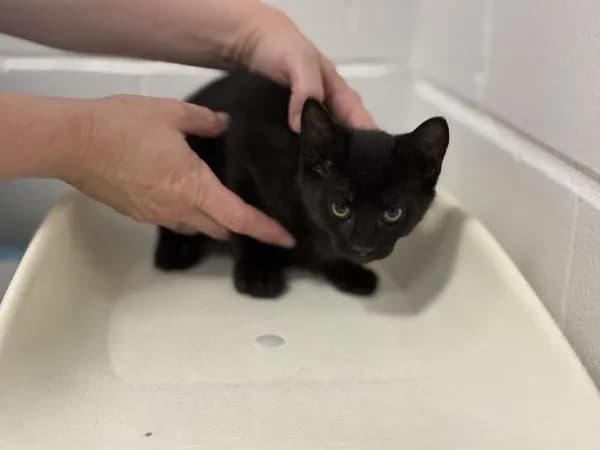 Winter - Domestic Shorthair