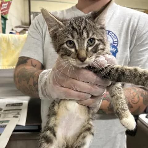 Thumper - Domestic Shorthair