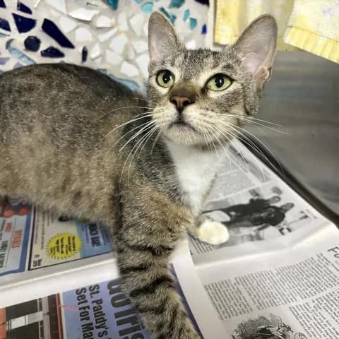 Jessica - Domestic Shorthair