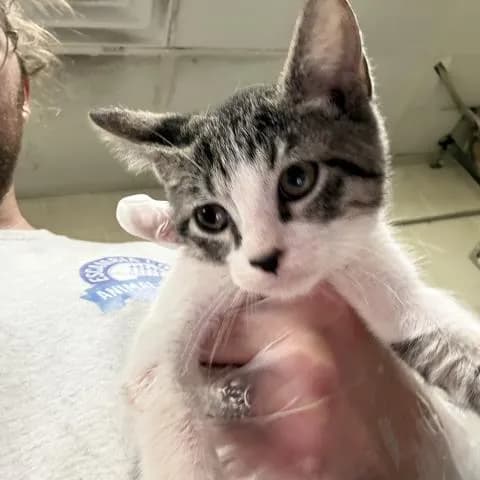 Lola Bunny - Domestic Shorthair