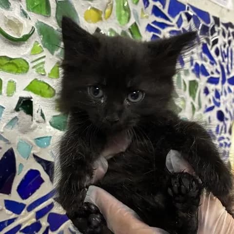 Vitali - Domestic Mediumhair