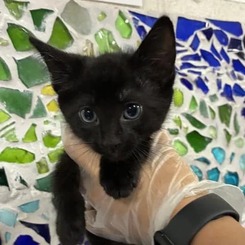 Gordon - Domestic Shorthair
