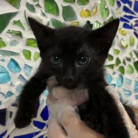 Trevor - Domestic Shorthair