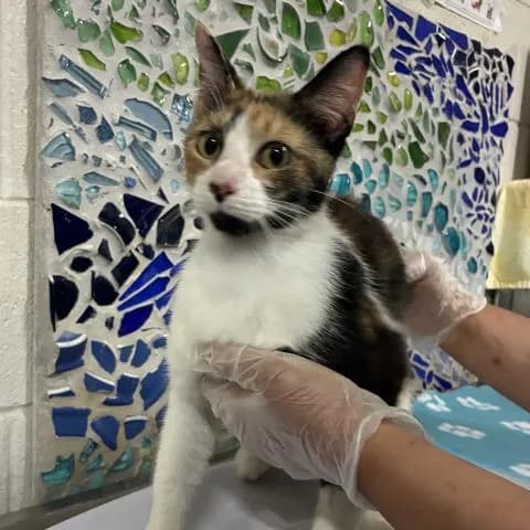 Elara - Domestic Shorthair