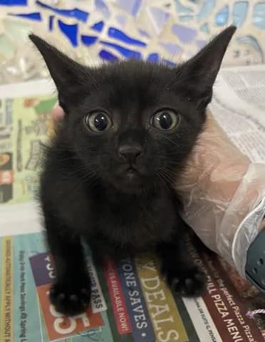 Ravioli - Domestic Shorthair