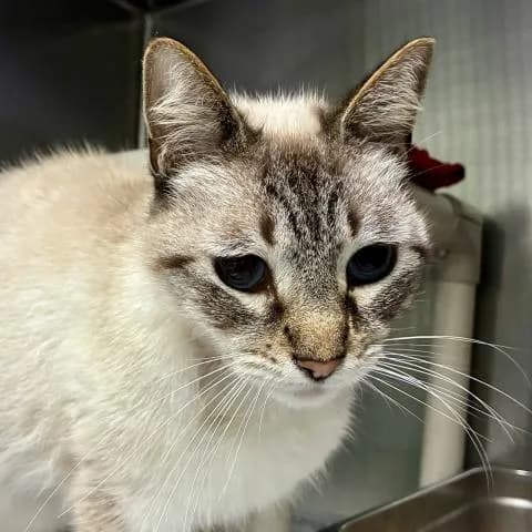Vino - Domestic Shorthair