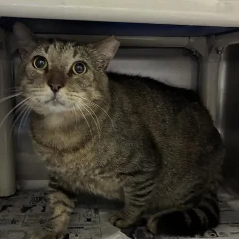 Archie - Domestic Shorthair
