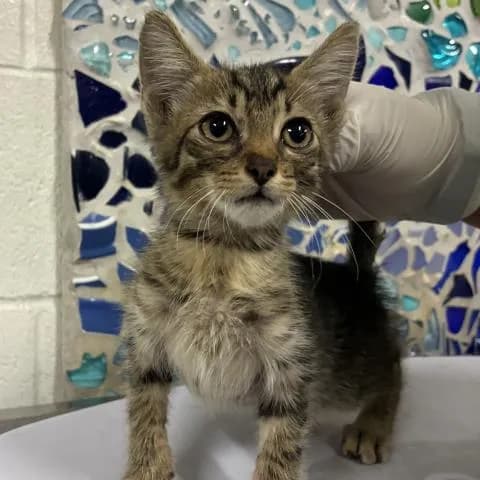 Elmer Fudge - Domestic Shorthair