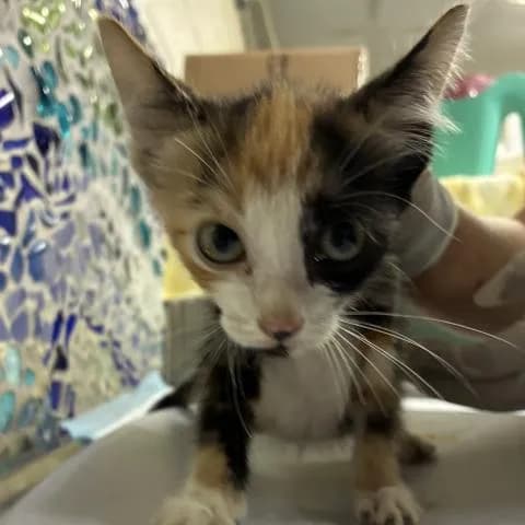Cosmic Brownie - Domestic Shorthair
