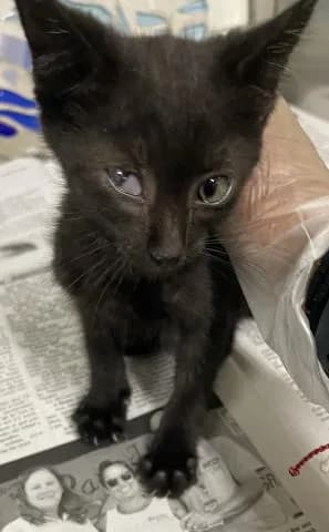 Arabella - Domestic Shorthair