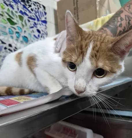 Timmy - Domestic Shorthair