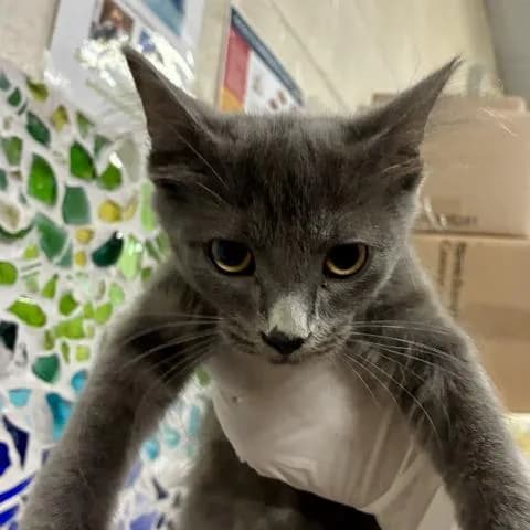Penelope - Domestic Shorthair