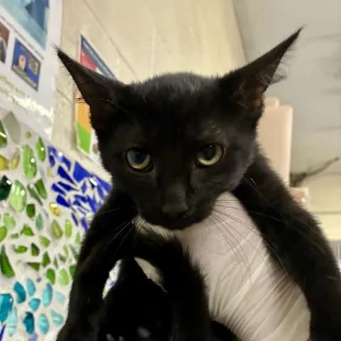 Charlotte - Domestic Shorthair