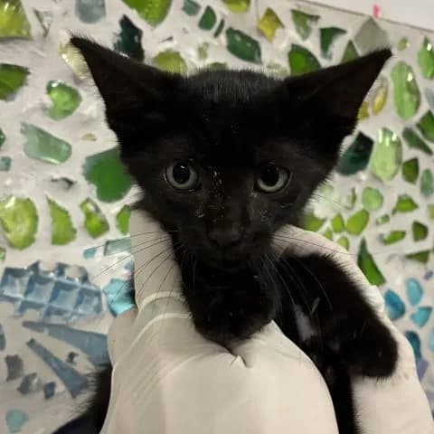 Yuri - Domestic Shorthair