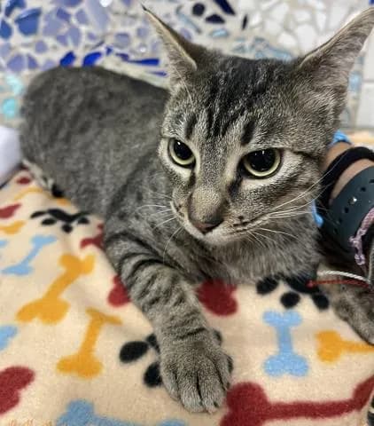 Fritter - Domestic Shorthair