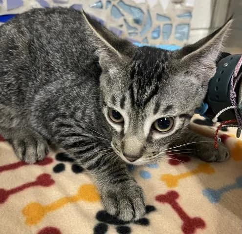 Clooney - Domestic Shorthair