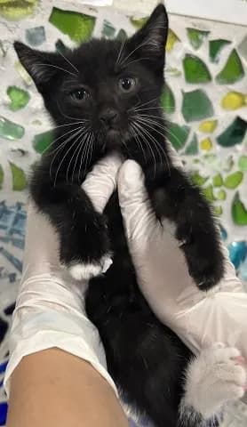 Banjo - Domestic Shorthair