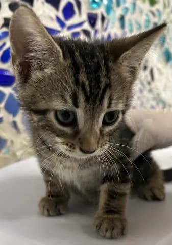 Fenway - Domestic Shorthair