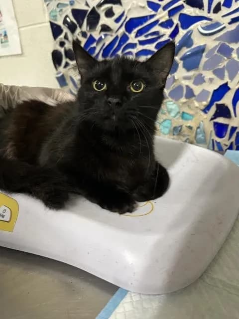 Cuttlefish - Domestic Shorthair