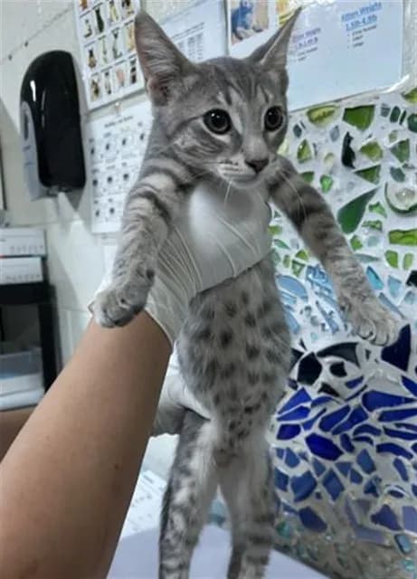 Legos - Domestic Shorthair