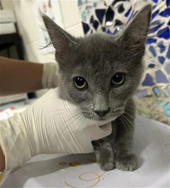 Irving - Domestic Shorthair