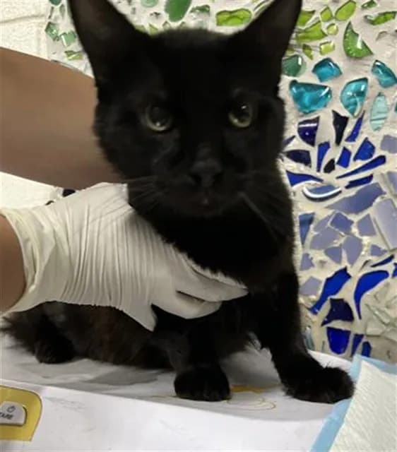 Hutch - Domestic Mediumhair