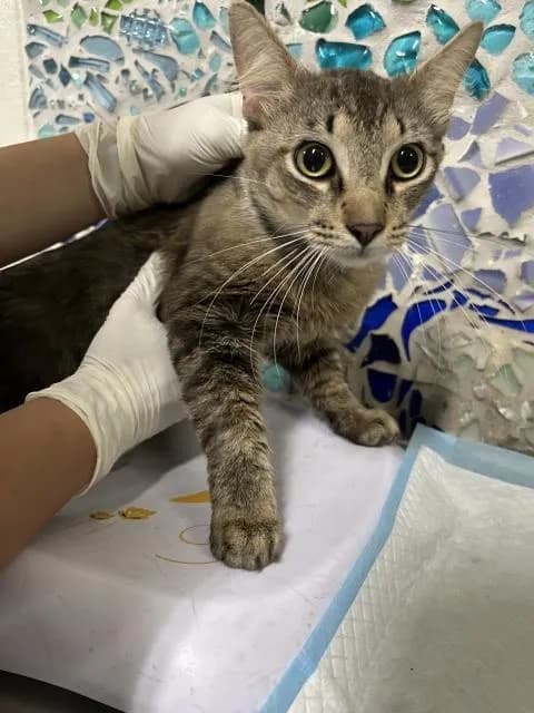 Huxley - Domestic Shorthair
