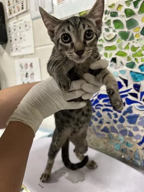 Oswald - Domestic Shorthair