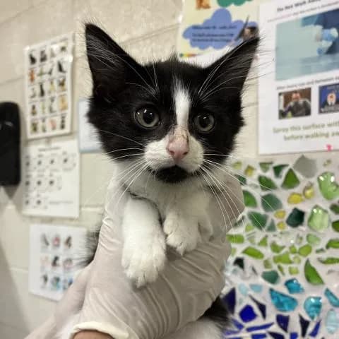 Pudding - Domestic Mediumhair