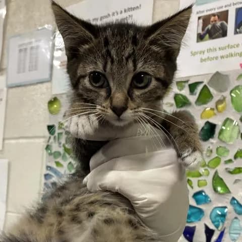 Majesty - Domestic Shorthair