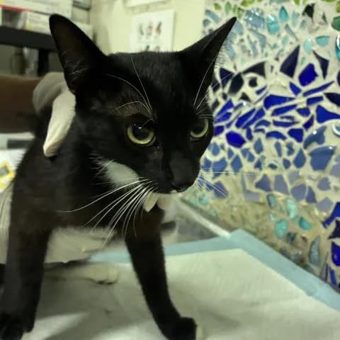 Oreo - Domestic Shorthair
