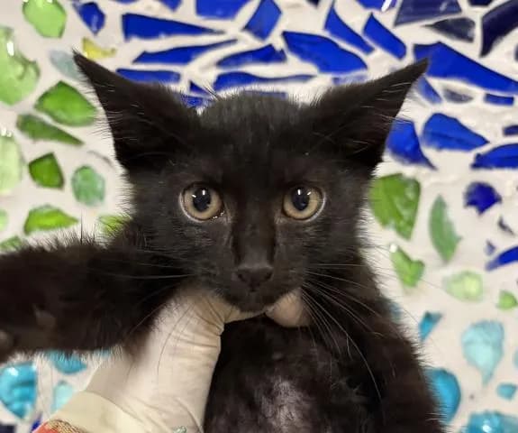 Lady Purrington - Domestic Shorthair