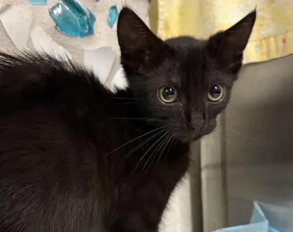 Madam Pounce-a-lot - Domestic Shorthair