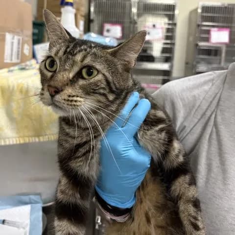 Count Chocula - Domestic Shorthair